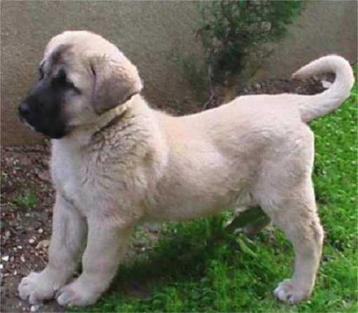 MİNİK KANGAL